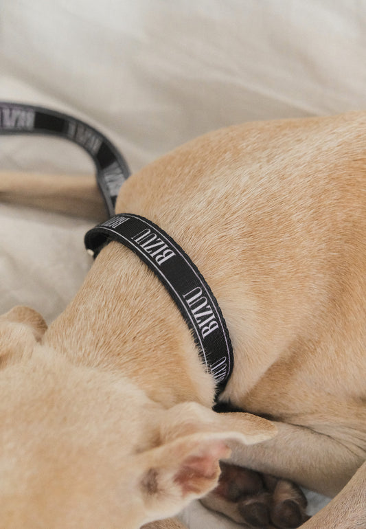 Zbliżenie na szyję psa, na której znajduje się czarna obroża z białym logo Bizuu.